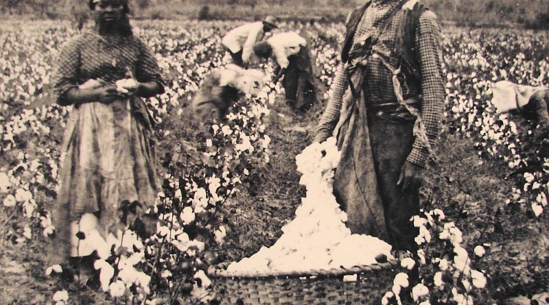 schiavi e piantagioni di cotone